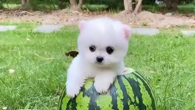 Smaller than expected Pomeranian 🔴 Funny and Cute Pomeranian Videos | Funny Puppy Videos 2020