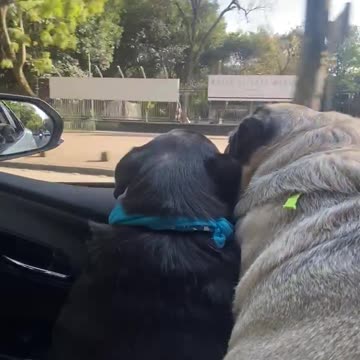 Pugs ride