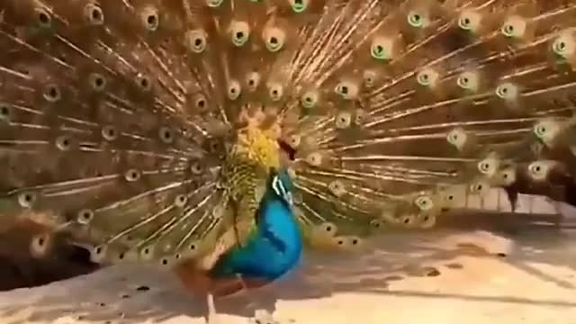 One of the most beautiful animals, the peacock shines