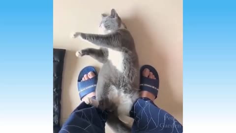 Watch These Funny Animals Go Crazy!!! .Cute Pets And Funny Animals Compilation #70 - Pets Garden