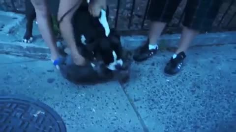 Pitbull attack Dogs - compilation 2014\ # Pitbull_Attack Dogs