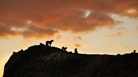 Pack of wild ownerless dogs on the mountain in Egypt