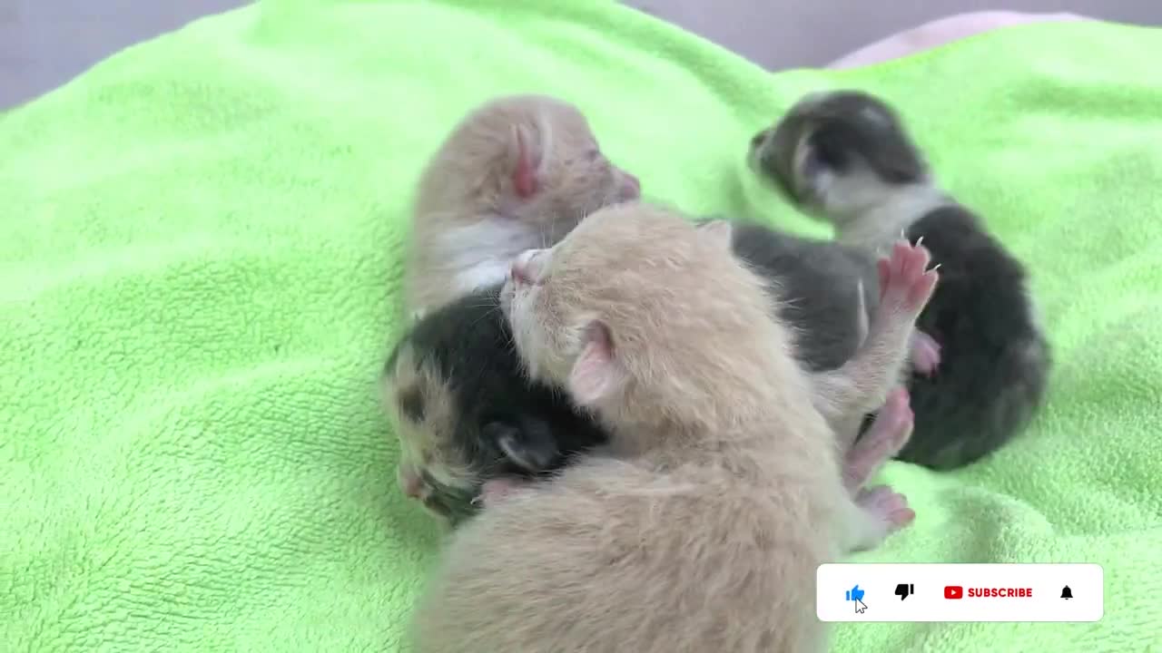 Mom cat carries her newborn kittens to different places