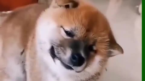 Best dog video