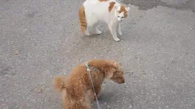 Meeting with the Cat in the Neighborhood