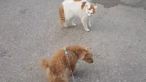 Meeting with the Cat in the Neighborhood