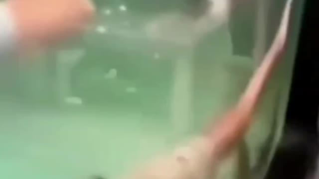 THE FISH KNOCKED HIM OUT! #fish #animals #aquarium
