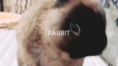 Rabbit ROARING TIGERS FUNNY MOMENTS