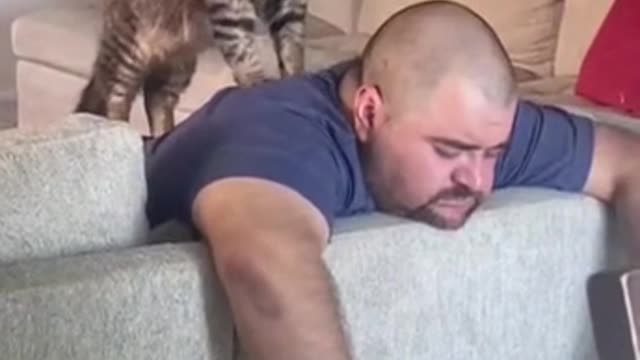 The cat knows how to massage the owner's tired days when he comes home from work