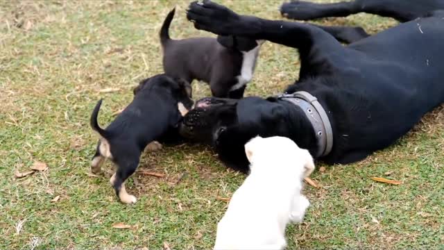 Cute Dog Playing With His Family