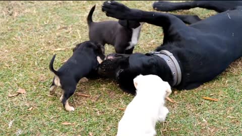 Cute Dog Playing With His Family