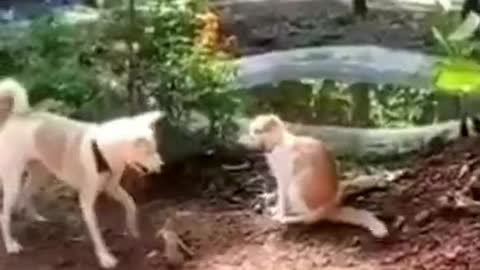 Funny and cute animal shorts