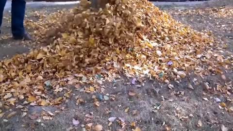 Puppy does love the leaves!