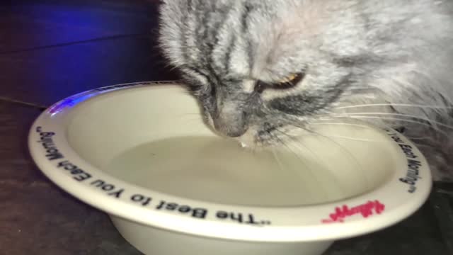 My sweet kitty Ruby drinking her milk in super slow motion