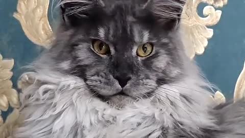 You want to watch the cat carefully