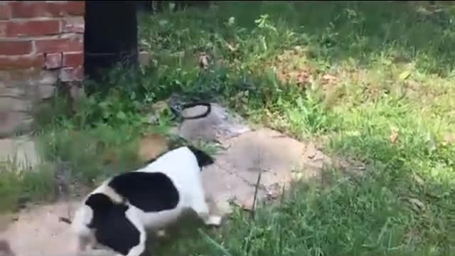 Dog and snake