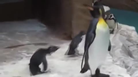 PENGUIN !! FUNNY !!!!