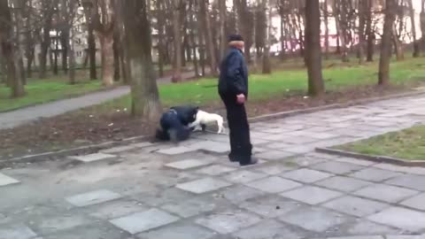 Реальная Драка Fight Удар собакой!