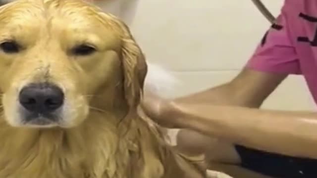 Funny Dogs - The Best of the Best - Try not to laugh!