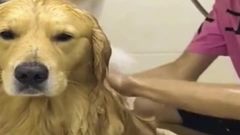 Funny Dogs - The Best of the Best - Try not to laugh!