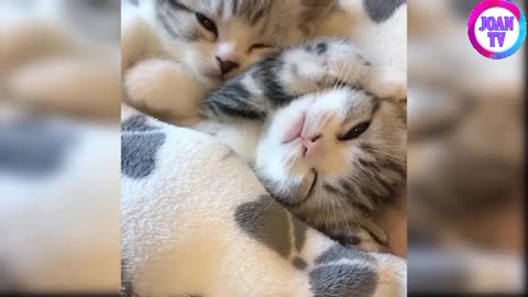Cute and funny cats compilation#3