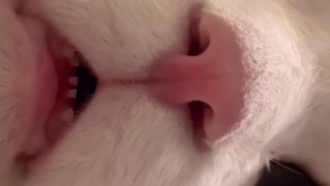 Funny cats reactions and sounds! 💕📸