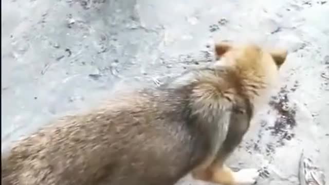 chicken-vs-dog-fight-funny-dog-fight-videos