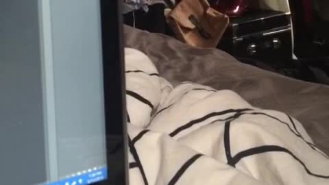 Collab copyright protection - parrot playing peekaboo