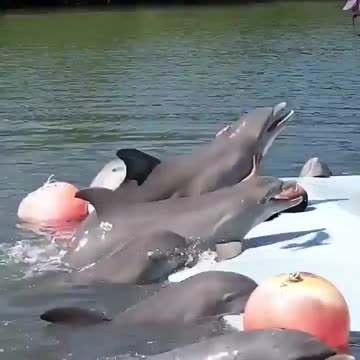 Woman gets attacked by a ferocious dolphin.