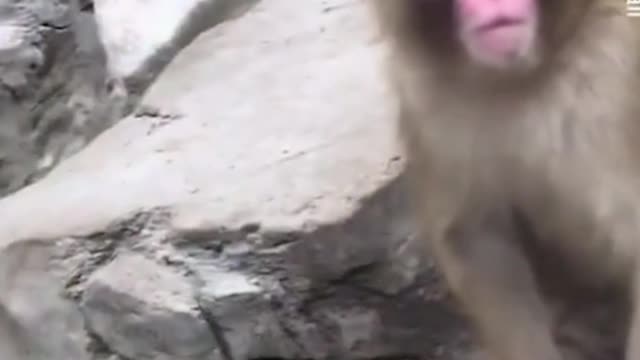 Monkey's Incredible Reaction to Magic Trick