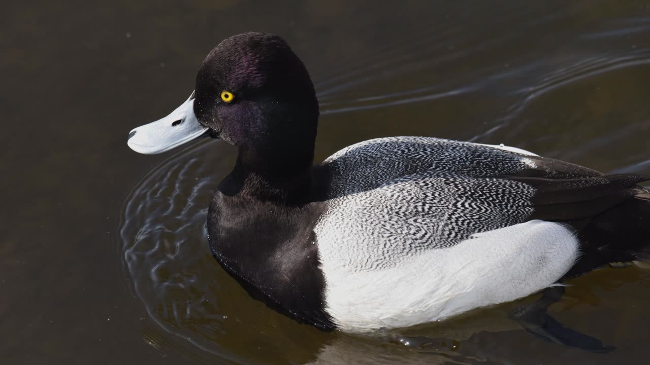 The Scaup: Close Up HD Footage (Aythya marila)