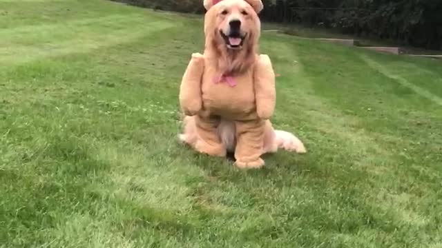 Dog Shows Off Cute Teddy Bear Costume