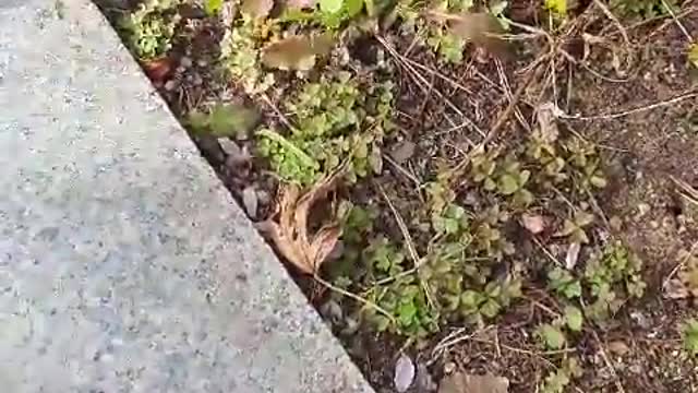 eating flower puppy