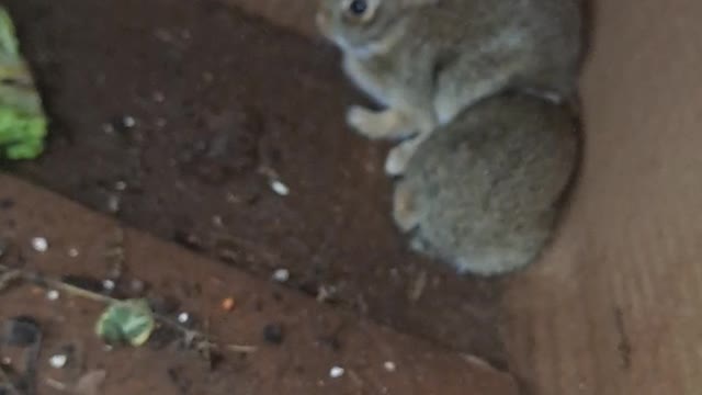 Baby Rabbits living in a box