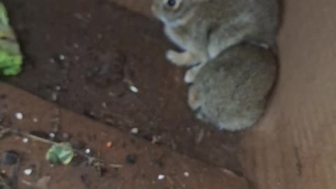 Baby Rabbits living in a box