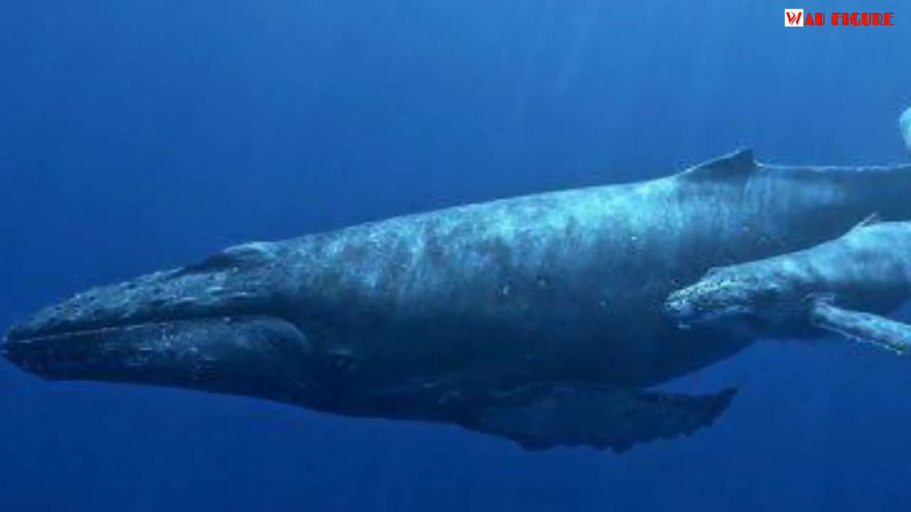 Ikan Terbesar Yang Pernah Hidup Di Bumi Paus Biru Blue Whale