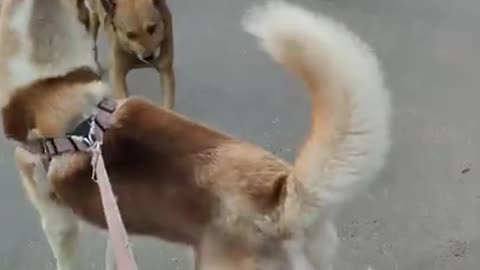 Fighting dog