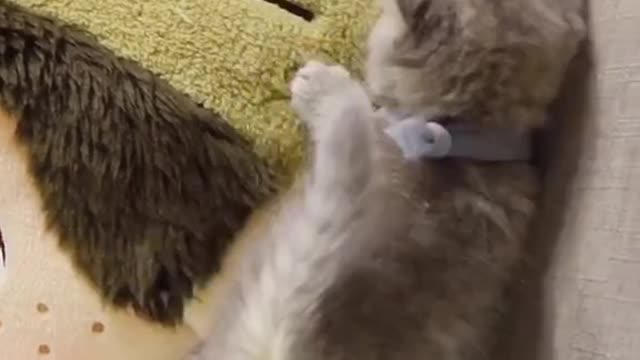 Cute cat dance