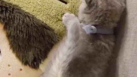 Cute cat dance