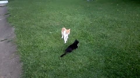 Gato Preto Brinca Com Gato Amarelo - Pretinho e Mimi