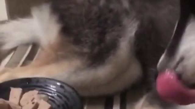 🤣 Funny DOG Video