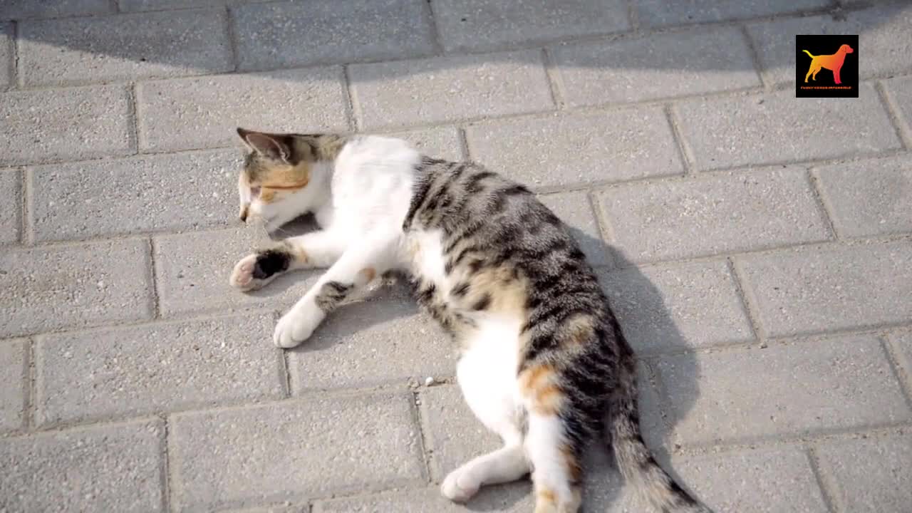 Funny cats videos 2020 Try not to laugh - Funny videos 2020 for cats - Impossible funny videos