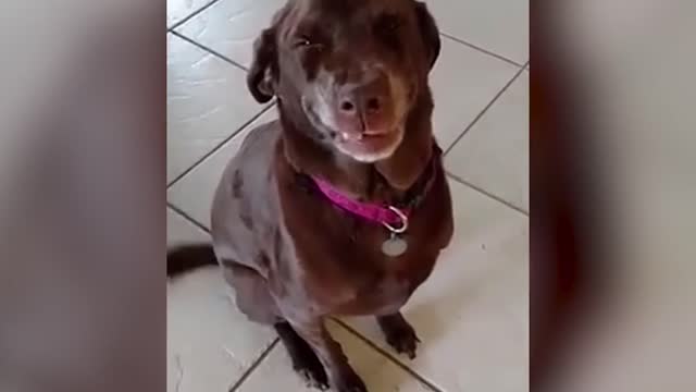 Funny Pets|| Try not to laugh 2021| #funnypets