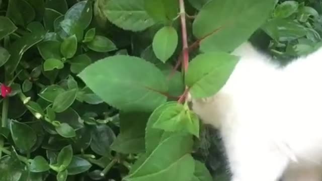 Adorable Funny Kitten Playing In The Park