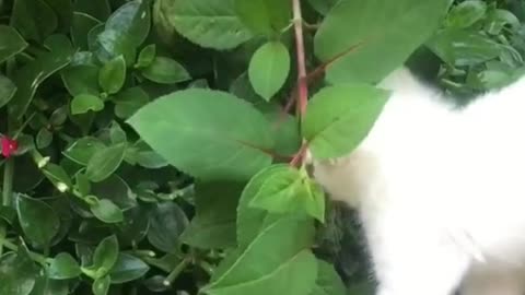 Adorable Funny Kitten Playing In The Park