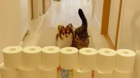 Kecerdikan kucing dan anjing... 😄😄😄