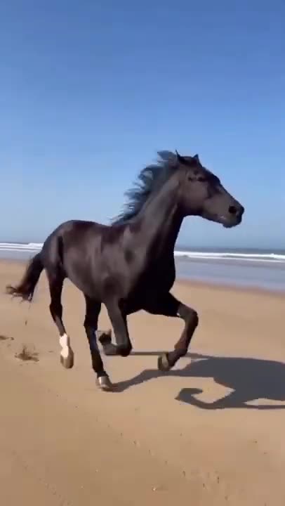 beautiful horse running free on the beach