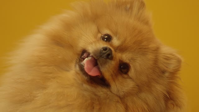 A Cute Tiny Baby Dog Swing it's Head with Smile Look!!!