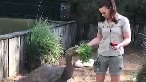 This big turtle is my pet. It's so handsome