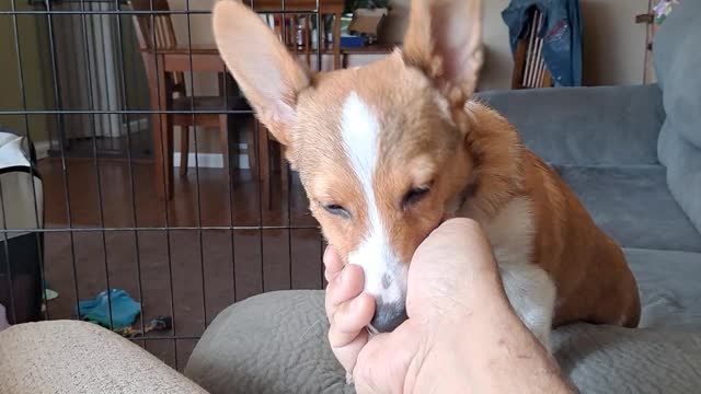 Little corgi